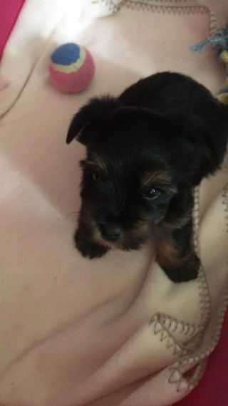 small male and female yorkie puppies for adoption