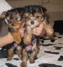 Two Male and female pups Yorkie