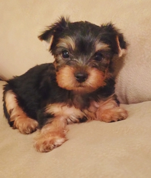 Nell our healthy tcup Yorkie puppy.