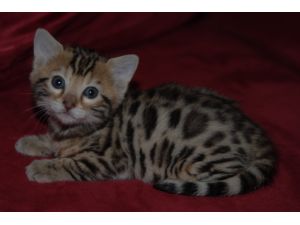 Lovely Brwon Bengal Kittens For Sale