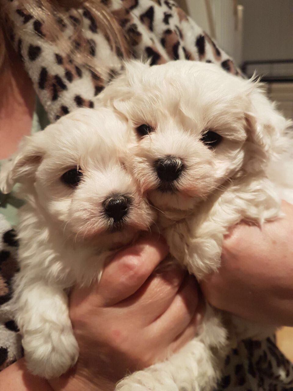 Maltese Puppies (408) 676-7528