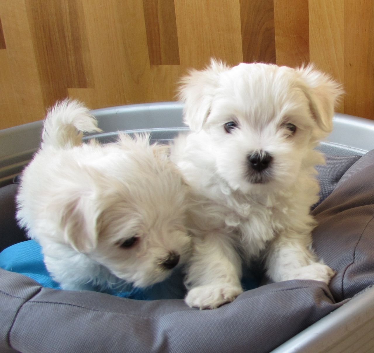 Maltese Puppies (408) 676-7528