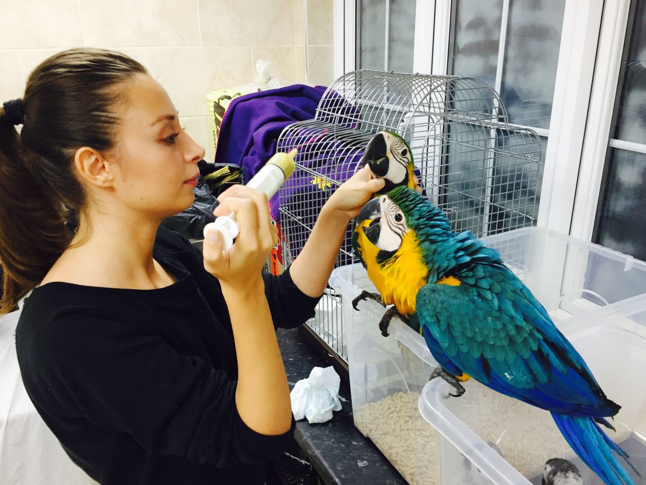 Super tame blue and gold macaw parrots
