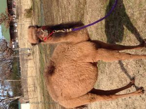 Female Camel For Sale