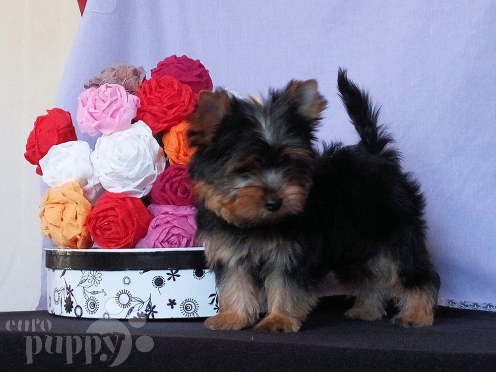 Male And female Teacup Yorkshire terrier Puppies 13 weeks old, very friendly, housebroken, crate-trained, great with other dogs,