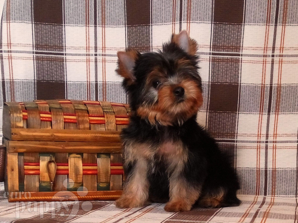 Male And female Teacup Yorkshire terrier to good and loving home only please serious inquiries