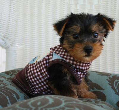 Male And female Teacup Yorkshire terrier for good homes ready to go Asap