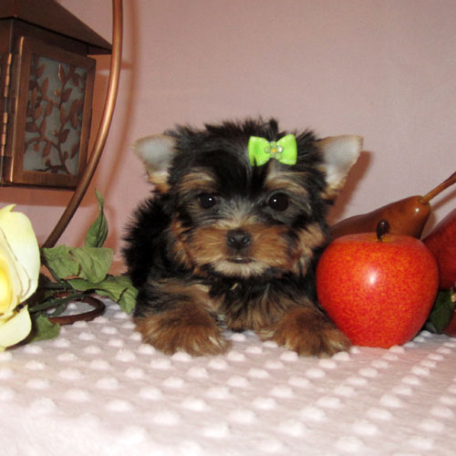 Male And female Teacup Yorkshire terrier Puppies 13 weeks old, very lovely and cute for good homes only