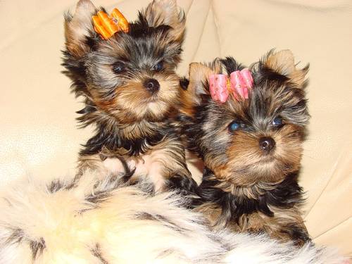 Adorable and loving Male and female Yorkie babies. ready for their forever new homes