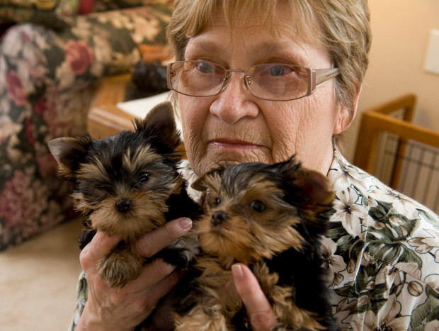 Adorable and loving Male and female Yorkie babies. ready to find their new home now