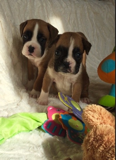 Outstanding AKc Flashy Red Bob Tail Boxers