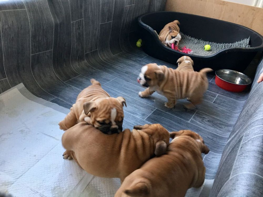 12 weeks old English Bulldog puppies for sale