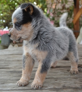 Australian Cattle Dog Puppies New Family Now