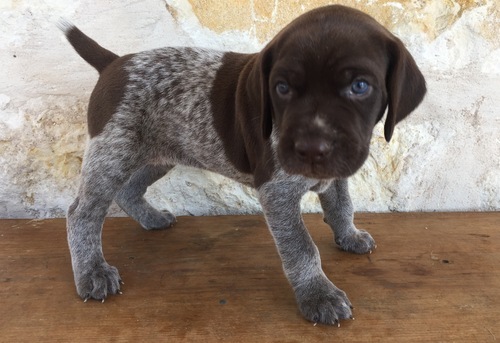 German Shorthaired Pointer Puppies New Family Now