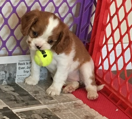 Hopeful Cavalier King Charles Spaniel Puppies For Sale