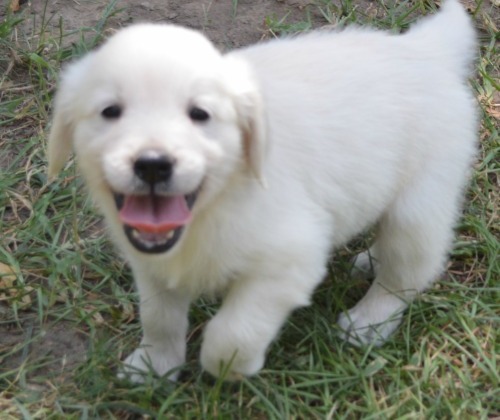 First-class Golden Retriever Puppies For Sale