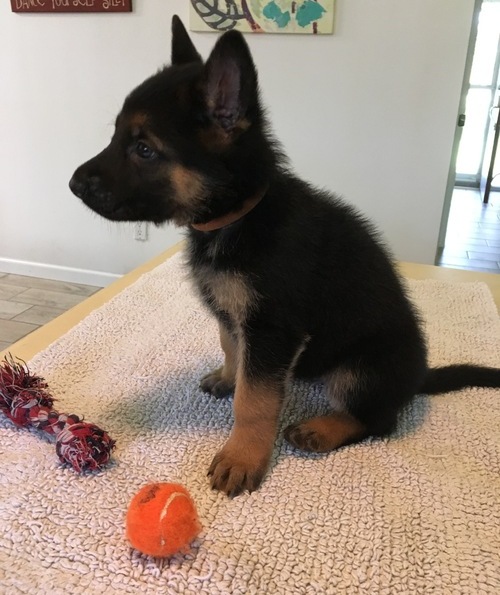 Commendable German Shepherd Dog Puppies For Sale