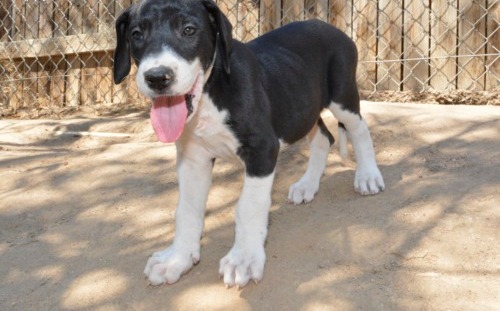 Attractive Great Dane Puppies For Sale