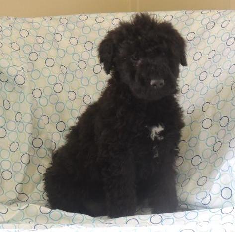 Beautiful Male and Female Airedoodle Puppies For Sale