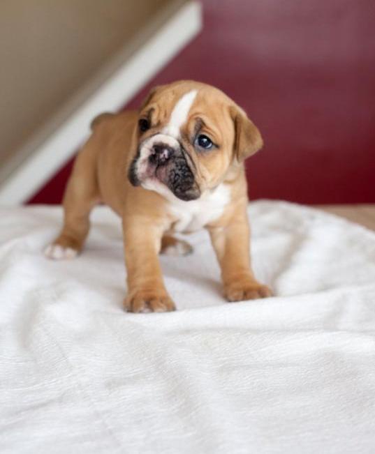 Olde English Bulldogges Puppies For Sale