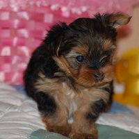 Yorkie puppies for adoption sms (720) 577-5054