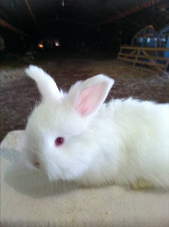 Angora Rabbits - English Angora Fiber Rabbits for sale