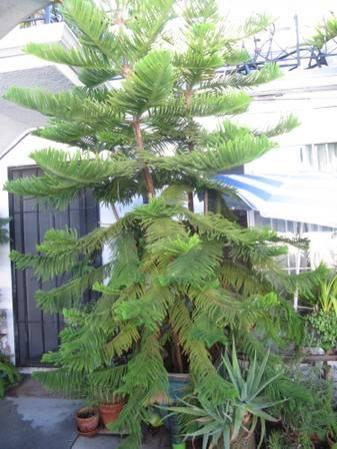 Norfolk Island Pine-14 Ft. Tall-In 24