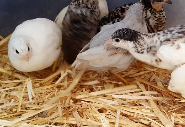 Button Quail , outside ready Assorted colors