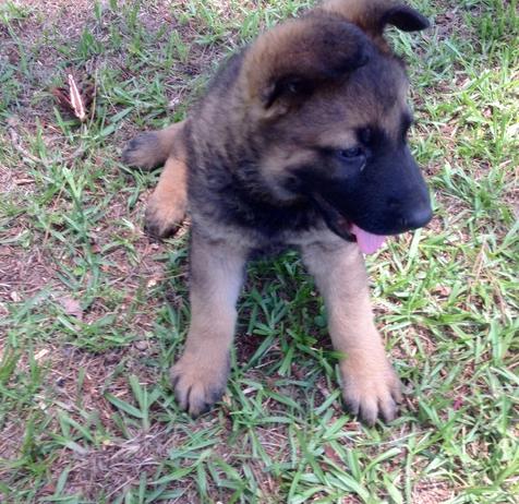 pretty once german shepherd Dogs Now Available