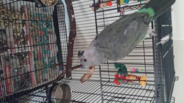 Adorable and talkative female red belly parrot for sale