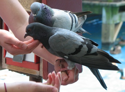 Pigeons Care Guide - Nutritional Advice For Your racing Pigeons