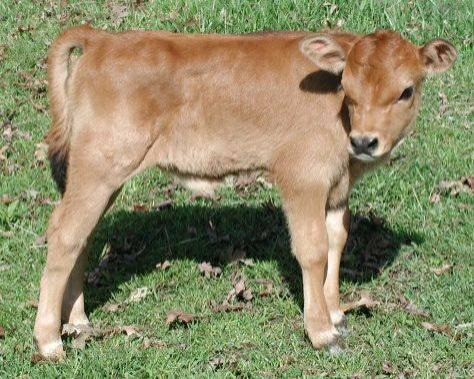 Jersey bull calf for sale