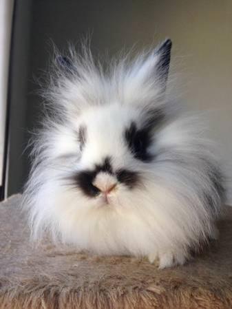 Rabbit For Sale: Dwarf Baby Lionhead Bunny