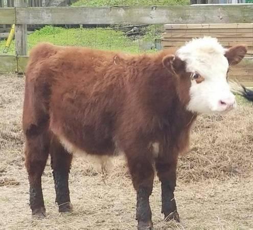 Miniature Hereford Bull Calf