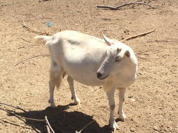 Saanen Female goat for sale