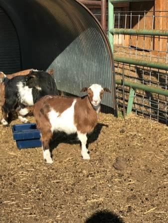 MGR Registered fainting does doelings buck buckling goat