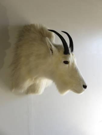 Mountain Goat - Pope & Young trophy class mount
