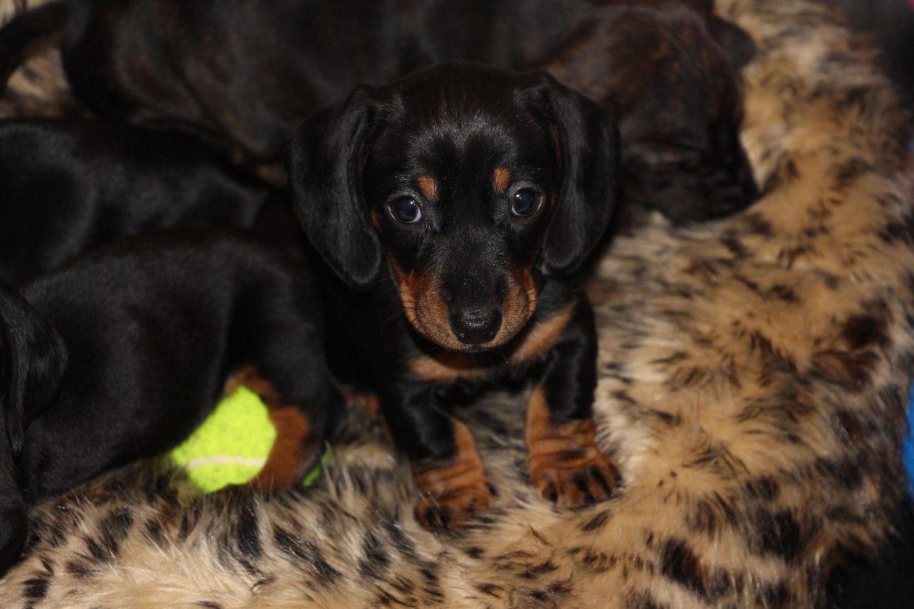 Cute Miniature Dachshund Puppies