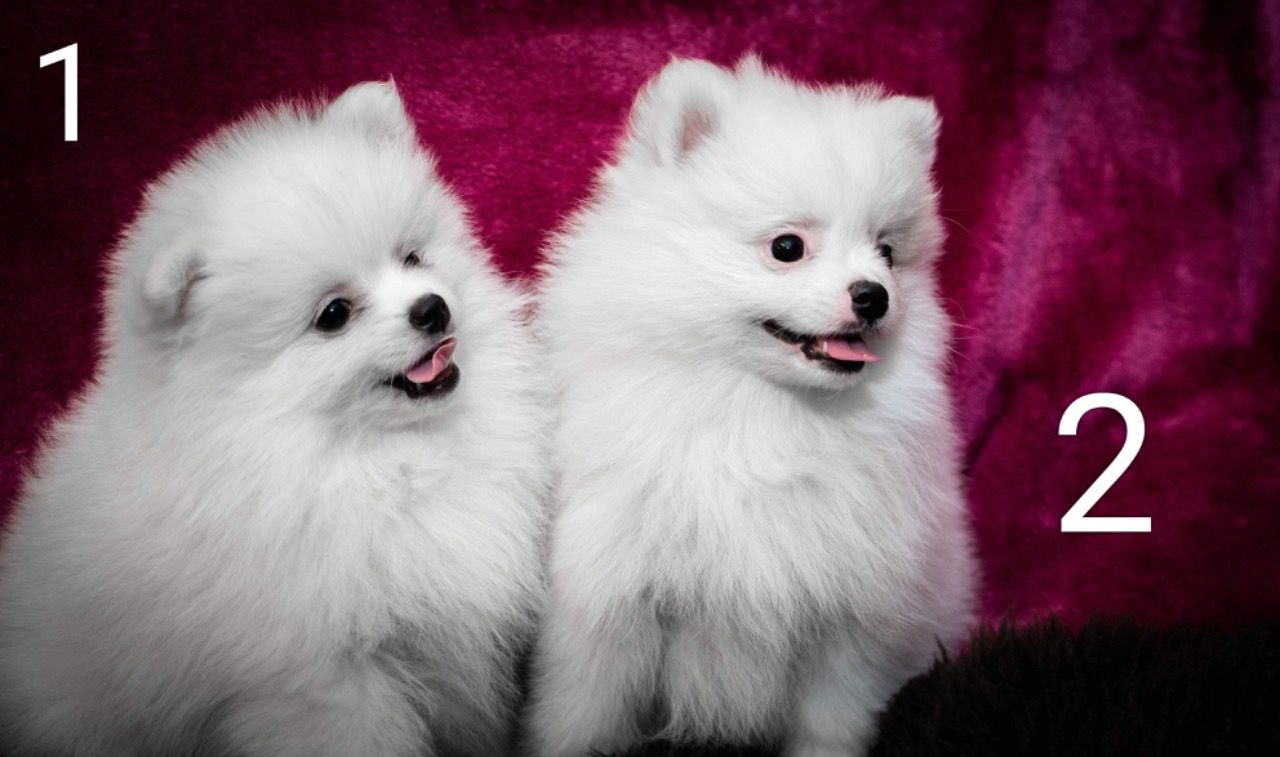 Tea Cup 2 Pomeranian Puppies Available Now