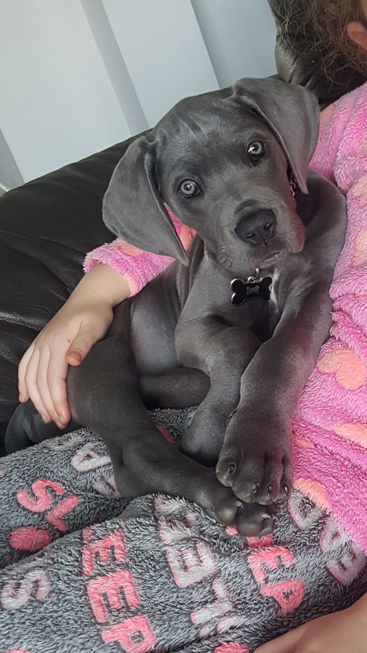 Blue Great Dane Puppies Available Now