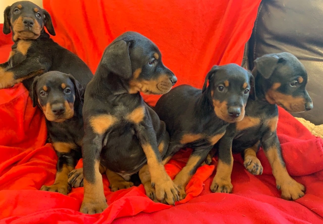 Both Dobermann Puppies For Sale Now