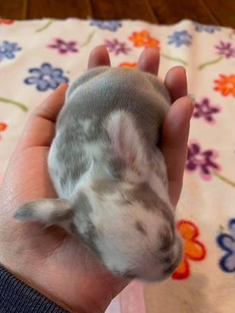 French Lop & Flemish Giant Mix Baby bunny rabbits!