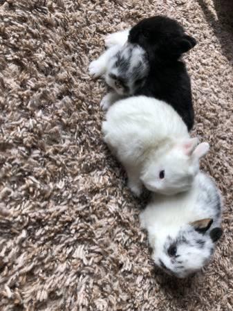 Netherland Dwarf Baby Bunny Rabbits