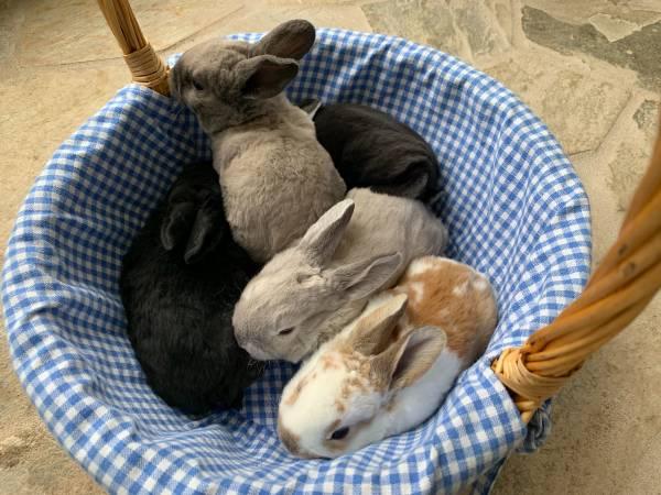Pet Baby Rex Litter of Bunny Rabbits