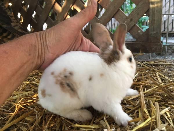Baby Bunny -Adopt me today! - bunnies - rabbits -HURRY SELLING FAST
