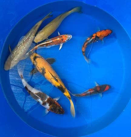 Koi fish for your pond