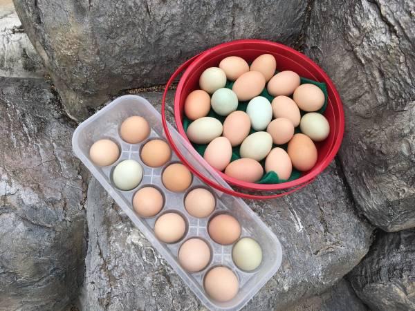 Hatching eggs/eggs for consumption/chickens/chicks/layers/hens/roosters