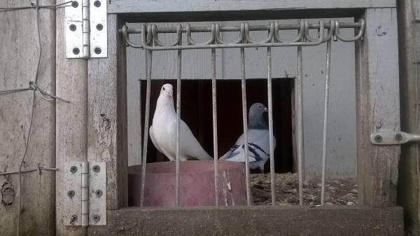 Mated pair  Homing Pigeons