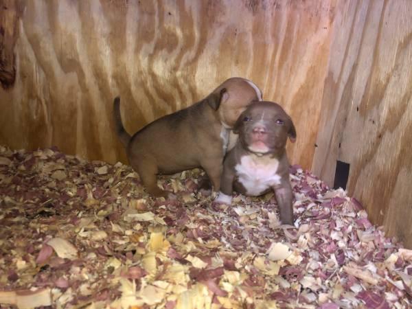 American Bully Puppies Ready For Home