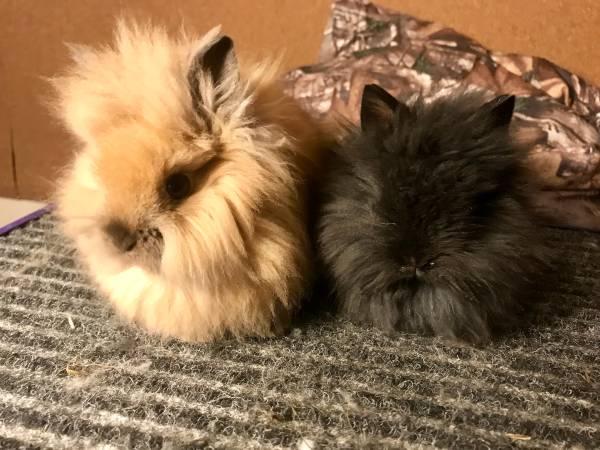 Lionhead Rabbits for Adoption